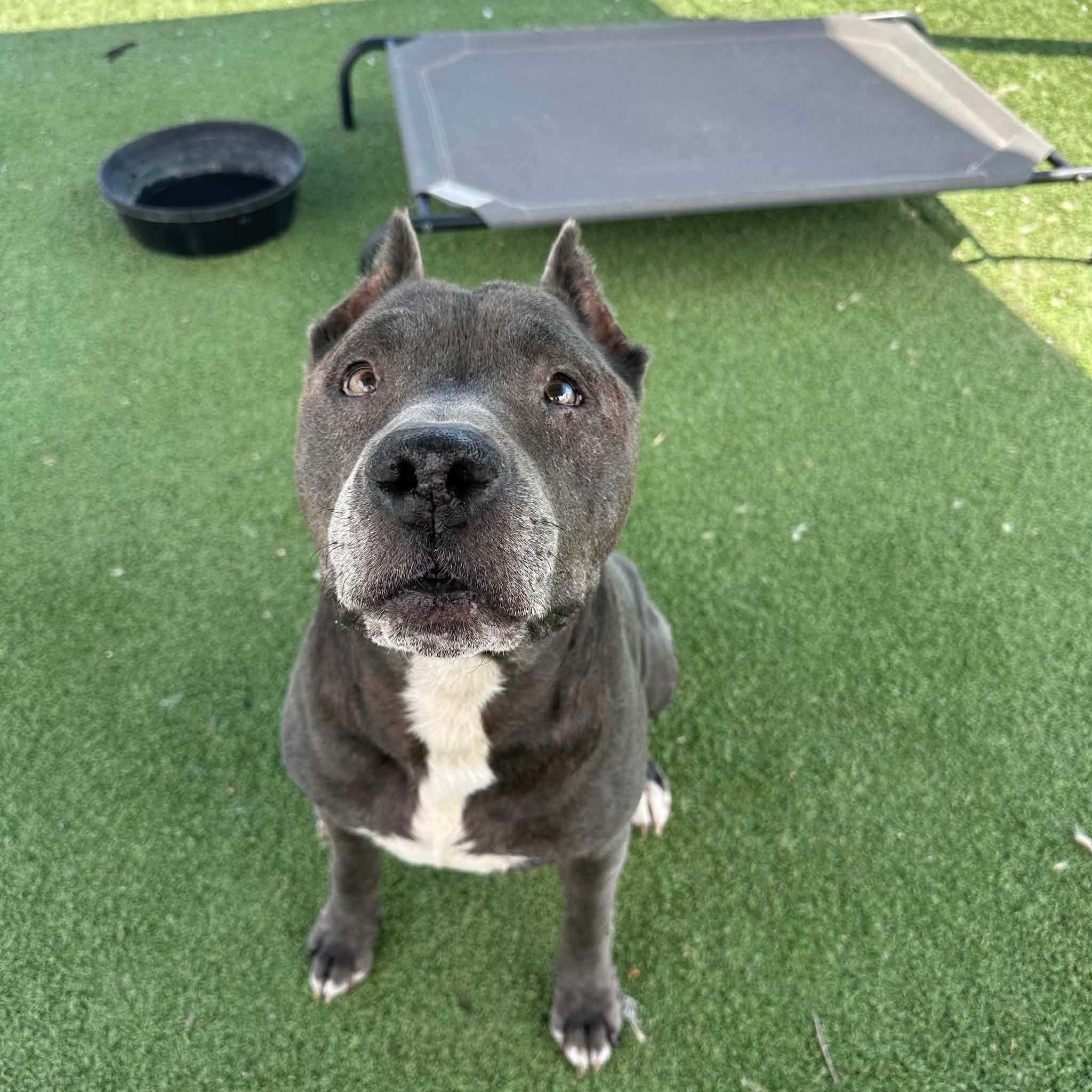 Moto Moto, a ADOPTABLE mixed breed in Truth or Consequences , NM image 2/6