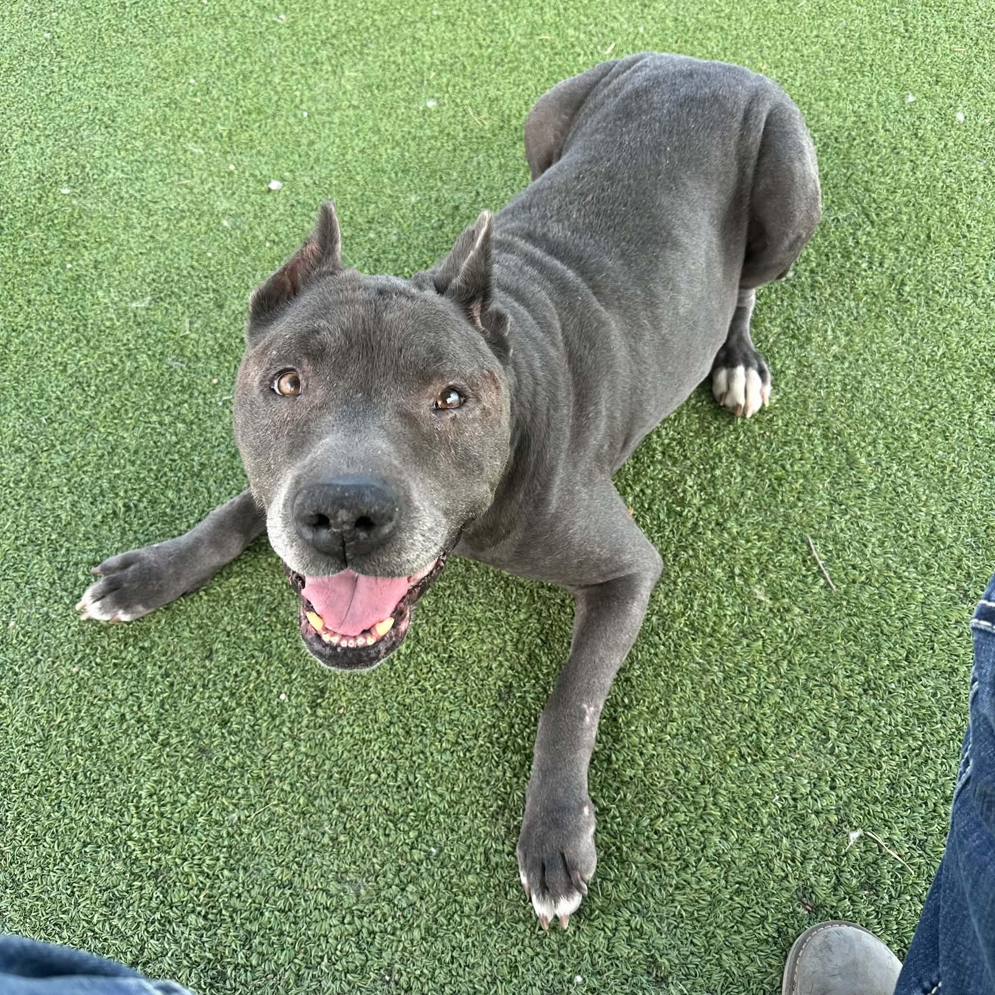 Moto Moto, a ADOPTABLE mixed breed in Truth or Consequences , NM image 6/6