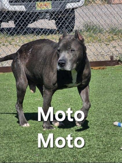 Moto Moto, a ADOPTABLE mixed breed in Truth or Consequences , NM image 3/6