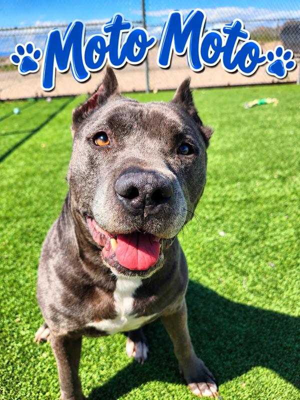 Moto Moto, Adoptable, Senior Male Pit Bull Terrier.