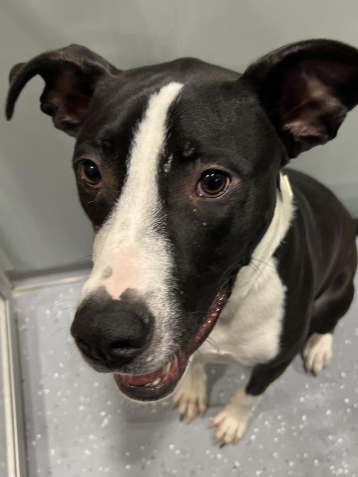 Enlarge Corbin, a ADOPTABLE Mixed Breed in Davenport, IA image 2/2