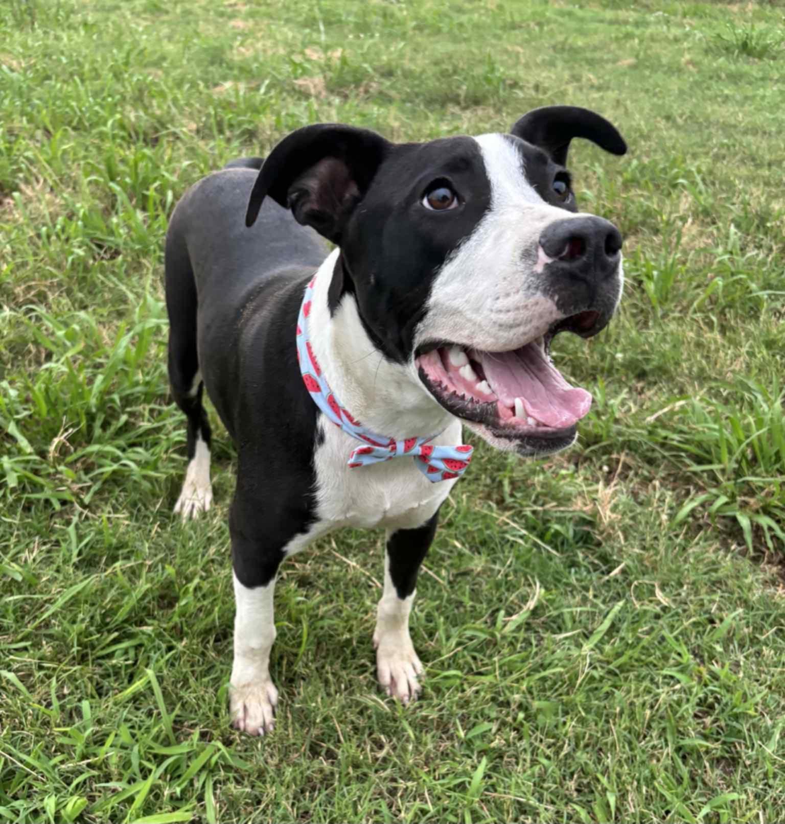 Enlarge Corbin, a ADOPTABLE Mixed Breed in Davenport, IA image 1/2