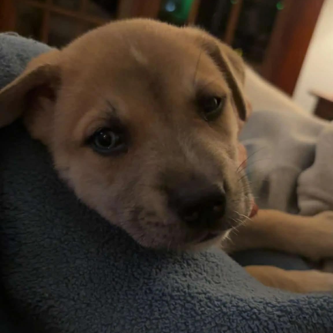 Enlarge Moose, a ADOPTABLE mixed breed in Buffalo, NY image 5/6