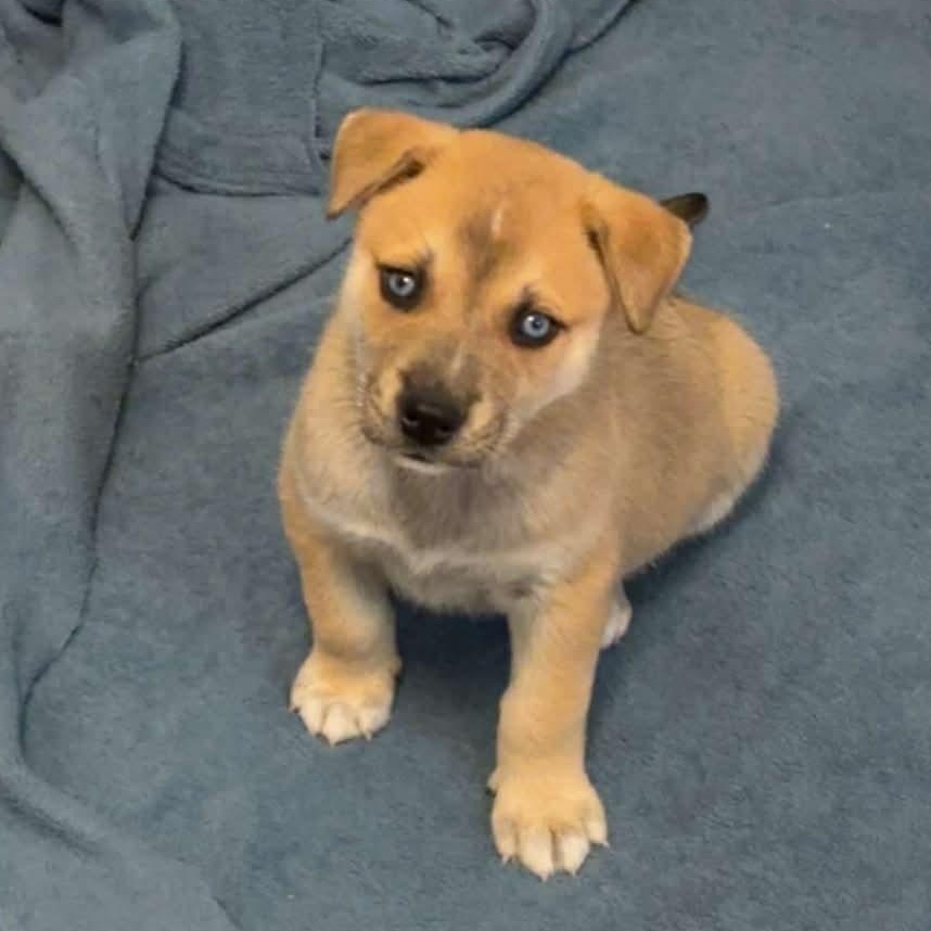 Moose, ADOPTABLE, Puppy Male Husky & Cattle Dog.