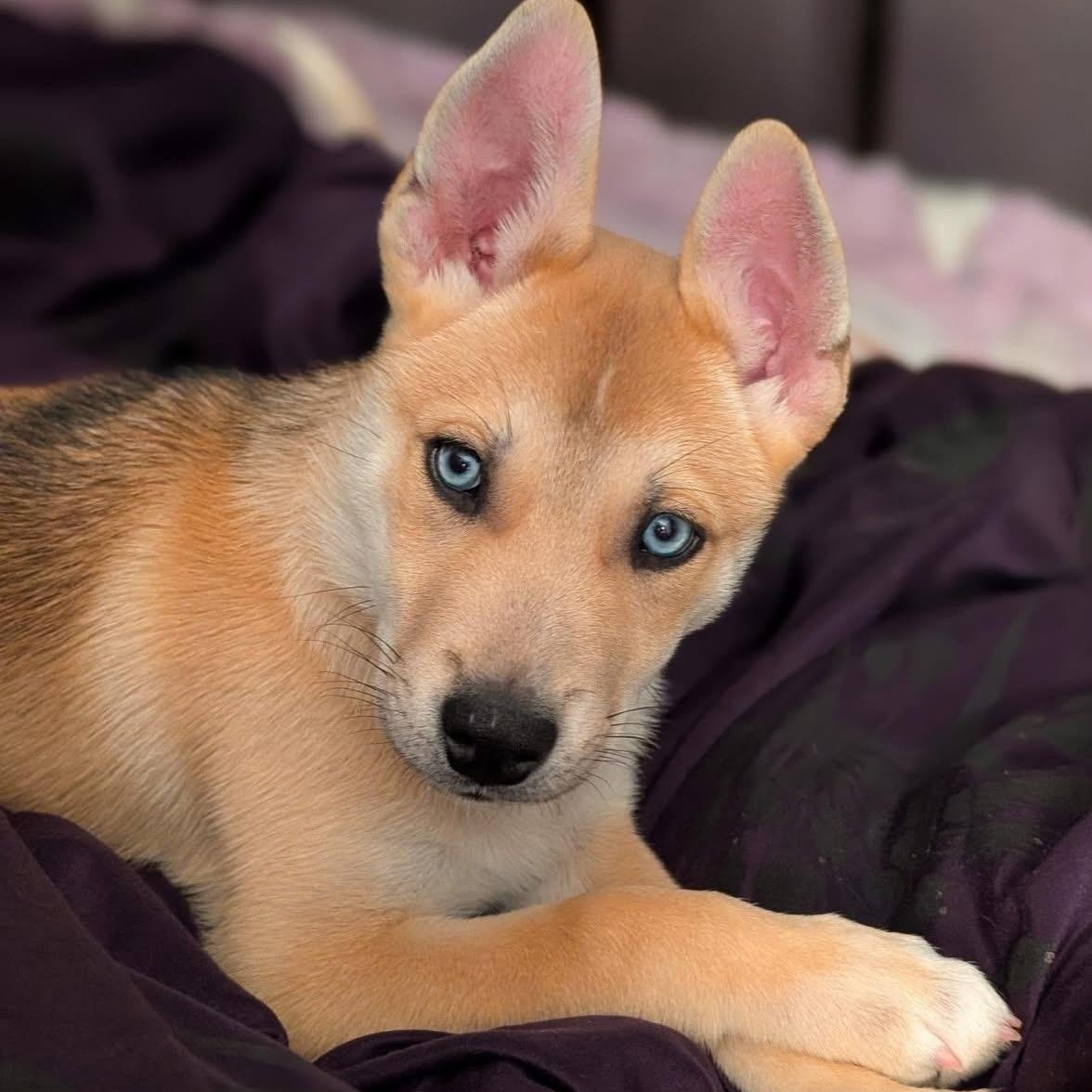 Moose, ADOPTABLE, Puppy Male Husky & Cattle Dog.