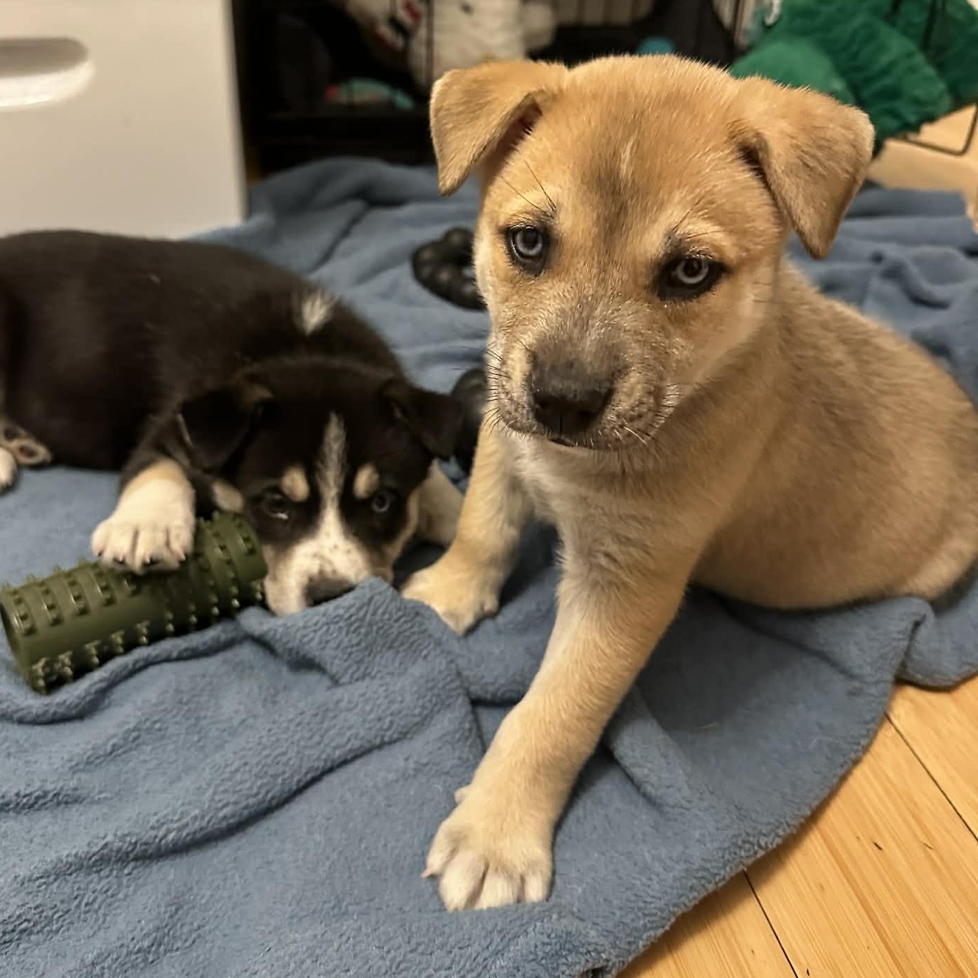 Enlarge Moose, a ADOPTABLE mixed breed in Buffalo, NY image 2/6
