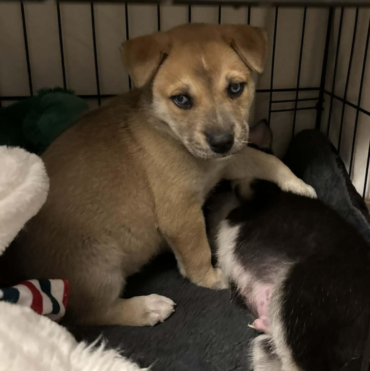 Enlarge Moose, a ADOPTABLE mixed breed in Buffalo, NY image 6/6