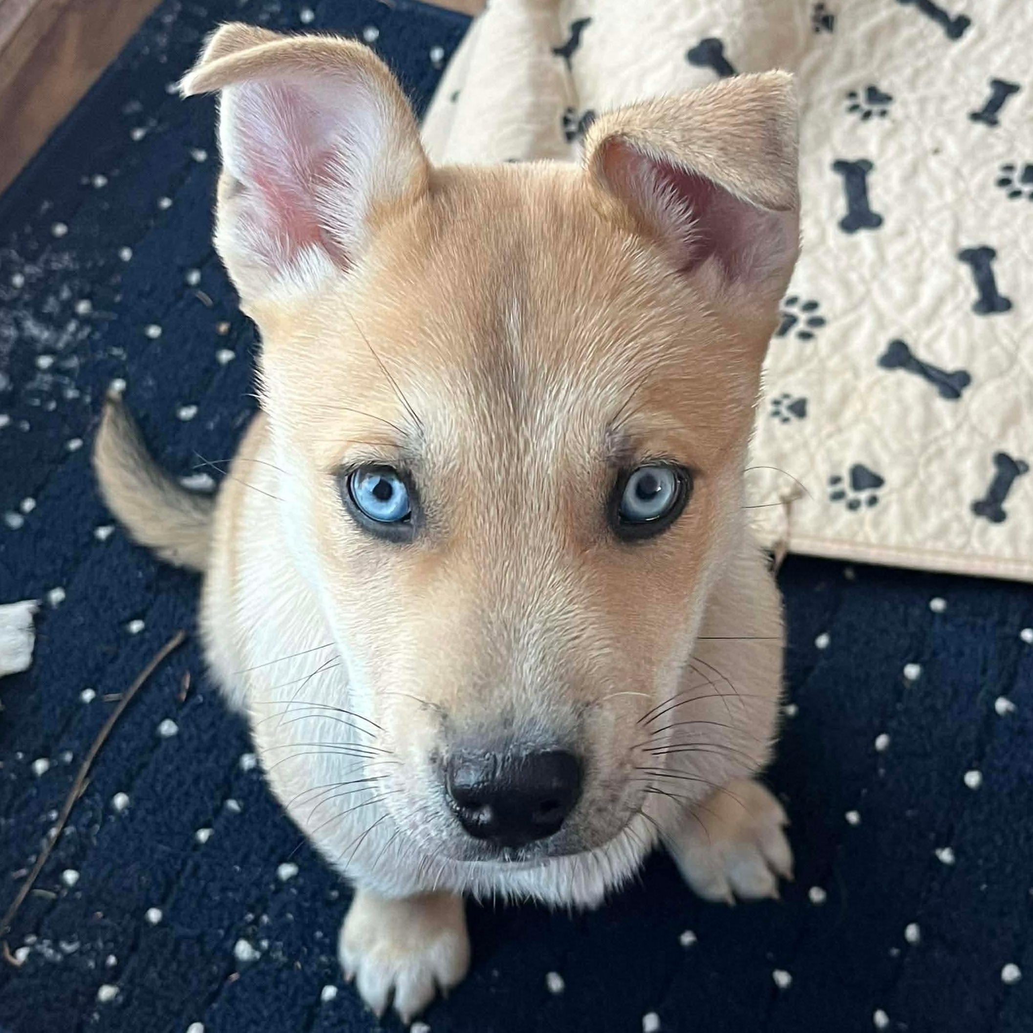 Moose, a ADOPTABLE mixed breed in Rochester, NY image 2/6