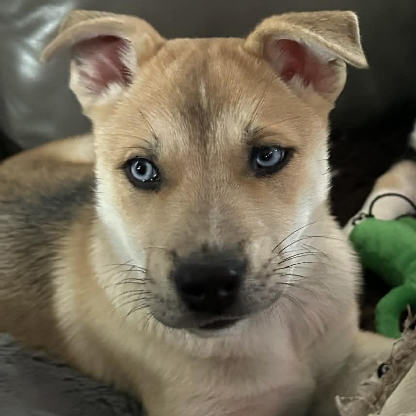 Moose, a ADOPTABLE mixed breed in Rochester, NY image 4/6