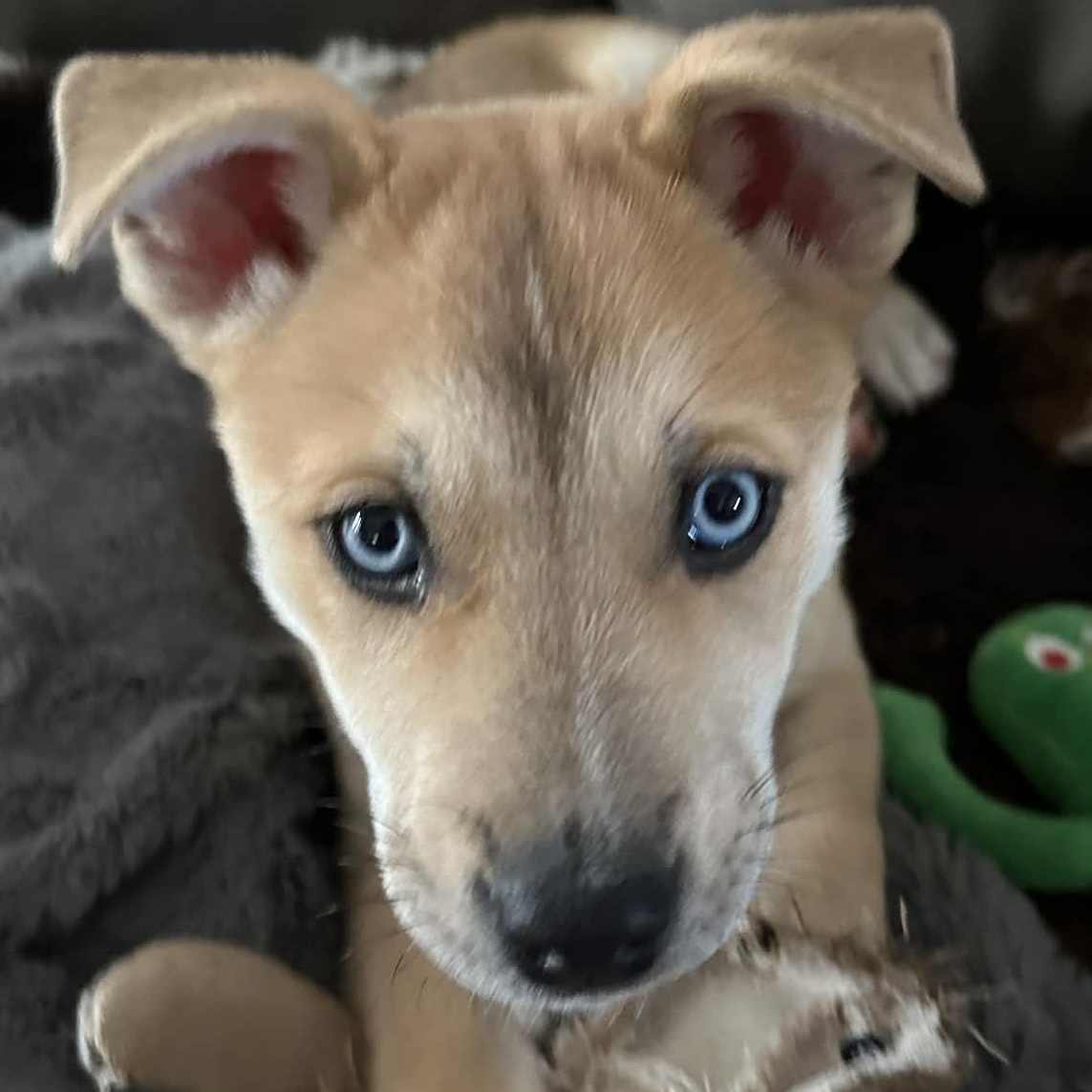 Moose, ADOPTABLE, Puppy Male Husky & Cattle Dog.