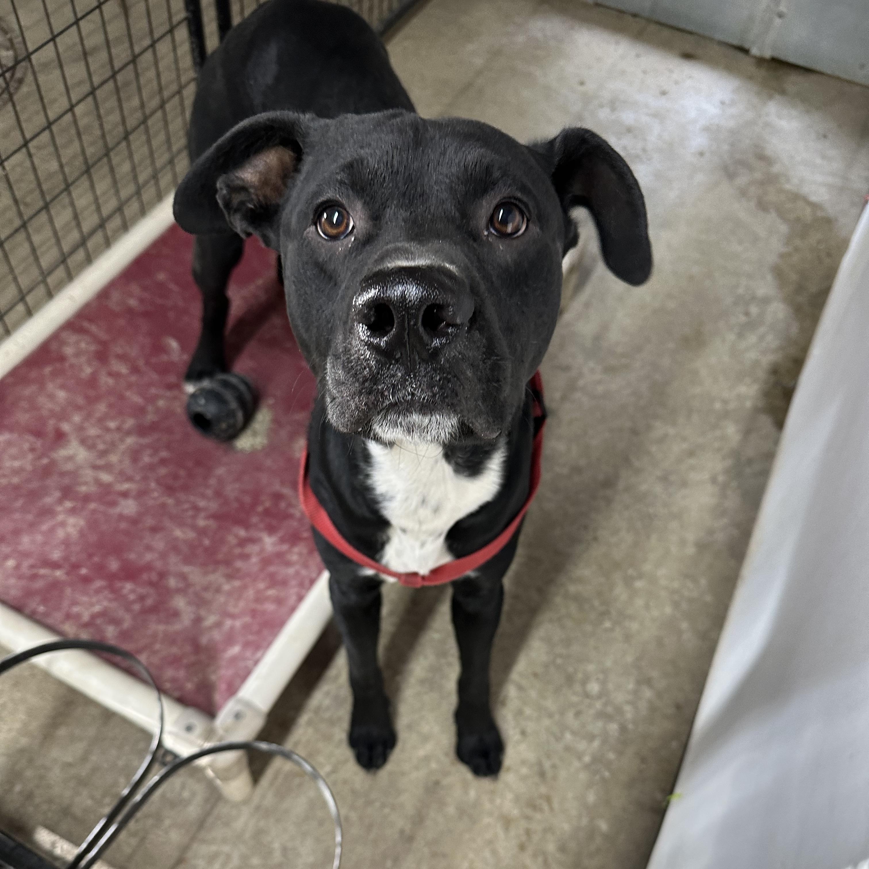 Buddy, Adoptable, Young Male Mastiff & Boxer.