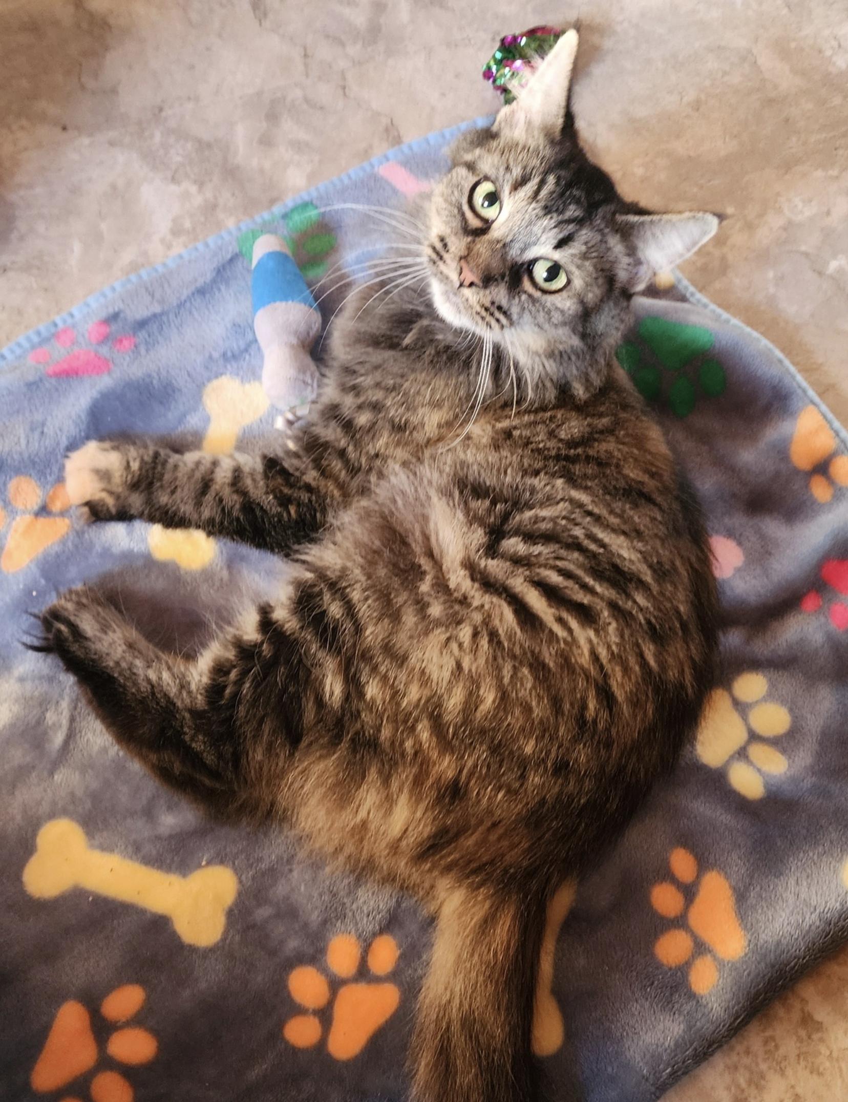 Annie, a ADOPTABLE Domestic Long Hair in South Lyon, MI image 6/6