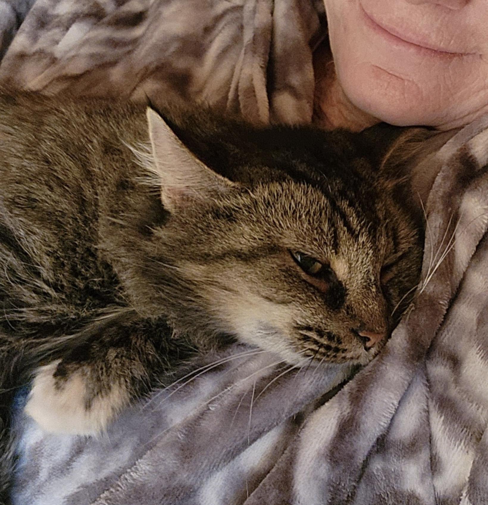 Annie, a ADOPTABLE Domestic Long Hair in South Lyon, MI image 4/6