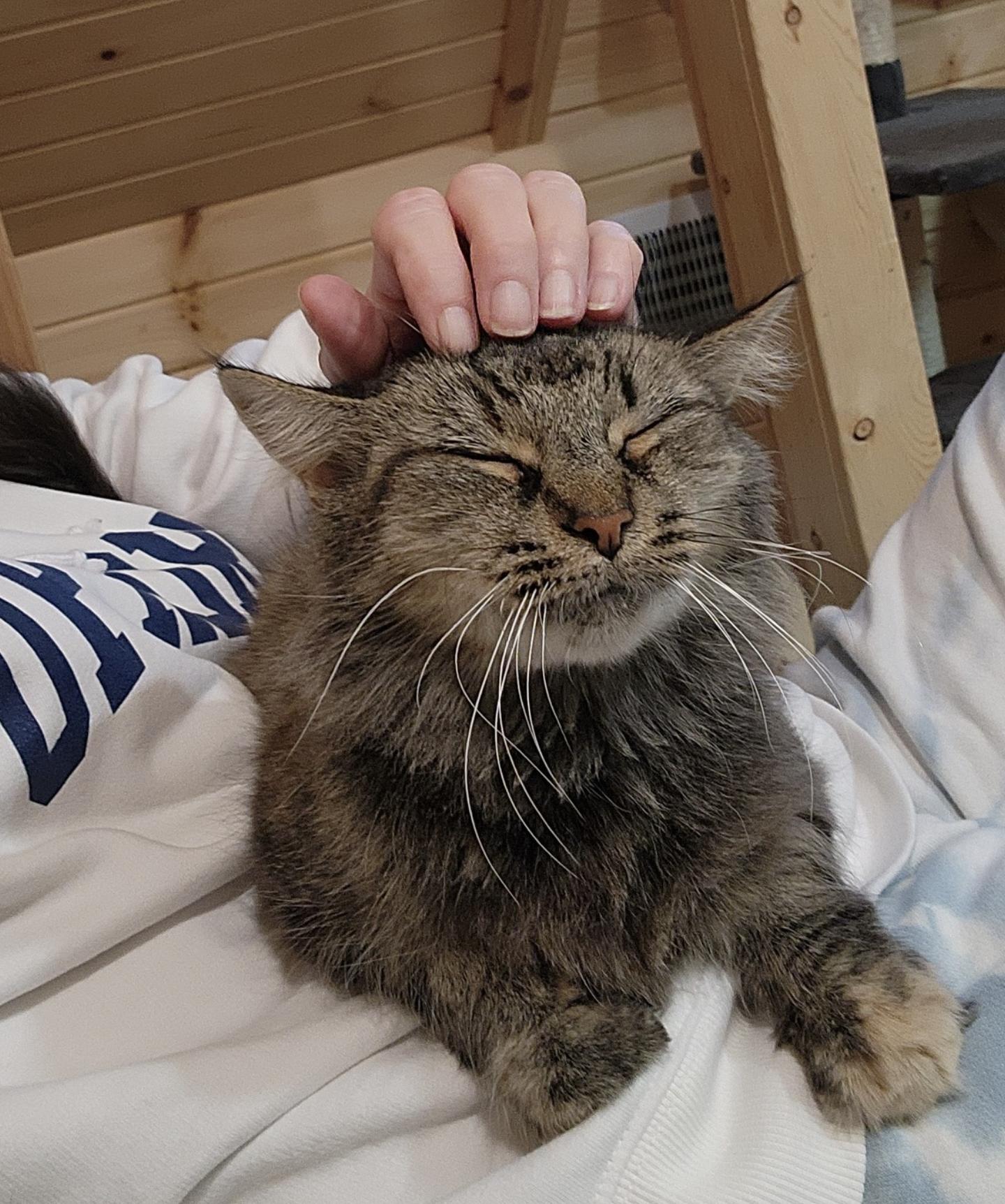 Annie, a ADOPTABLE Domestic Long Hair in South Lyon, MI image 2/6