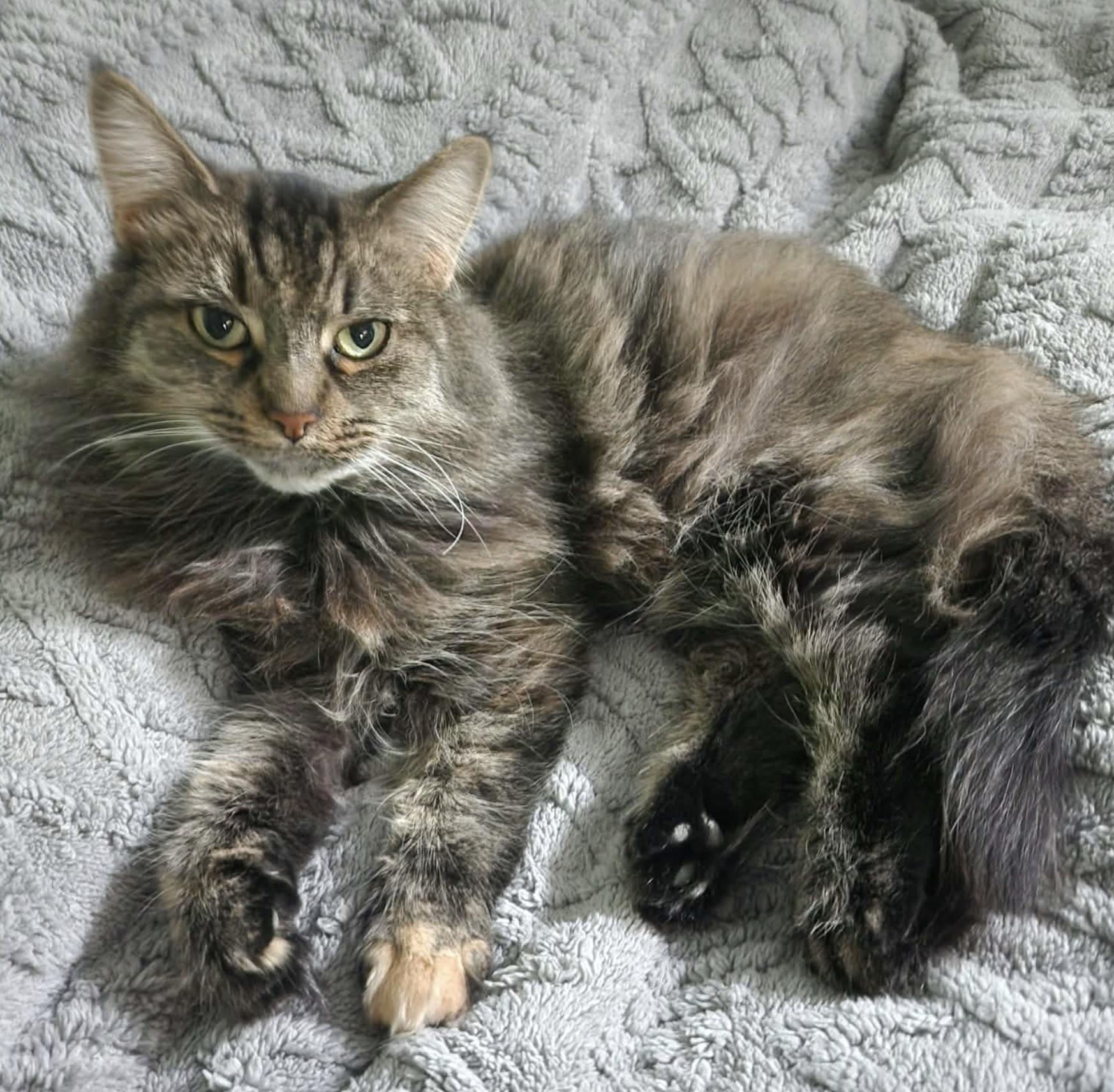 Annie, a ADOPTABLE Domestic Long Hair in South Lyon, MI image 3/6