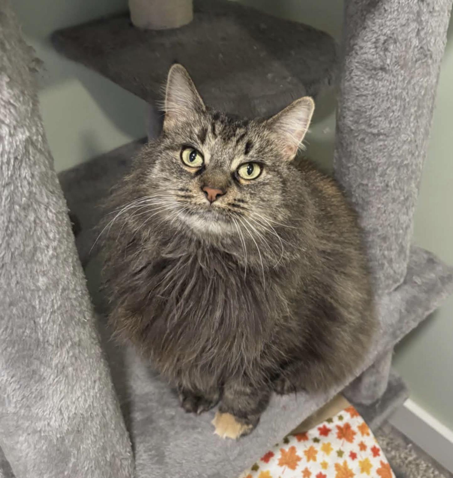 Annie, a ADOPTABLE Domestic Long Hair in South Lyon, MI image 1/6