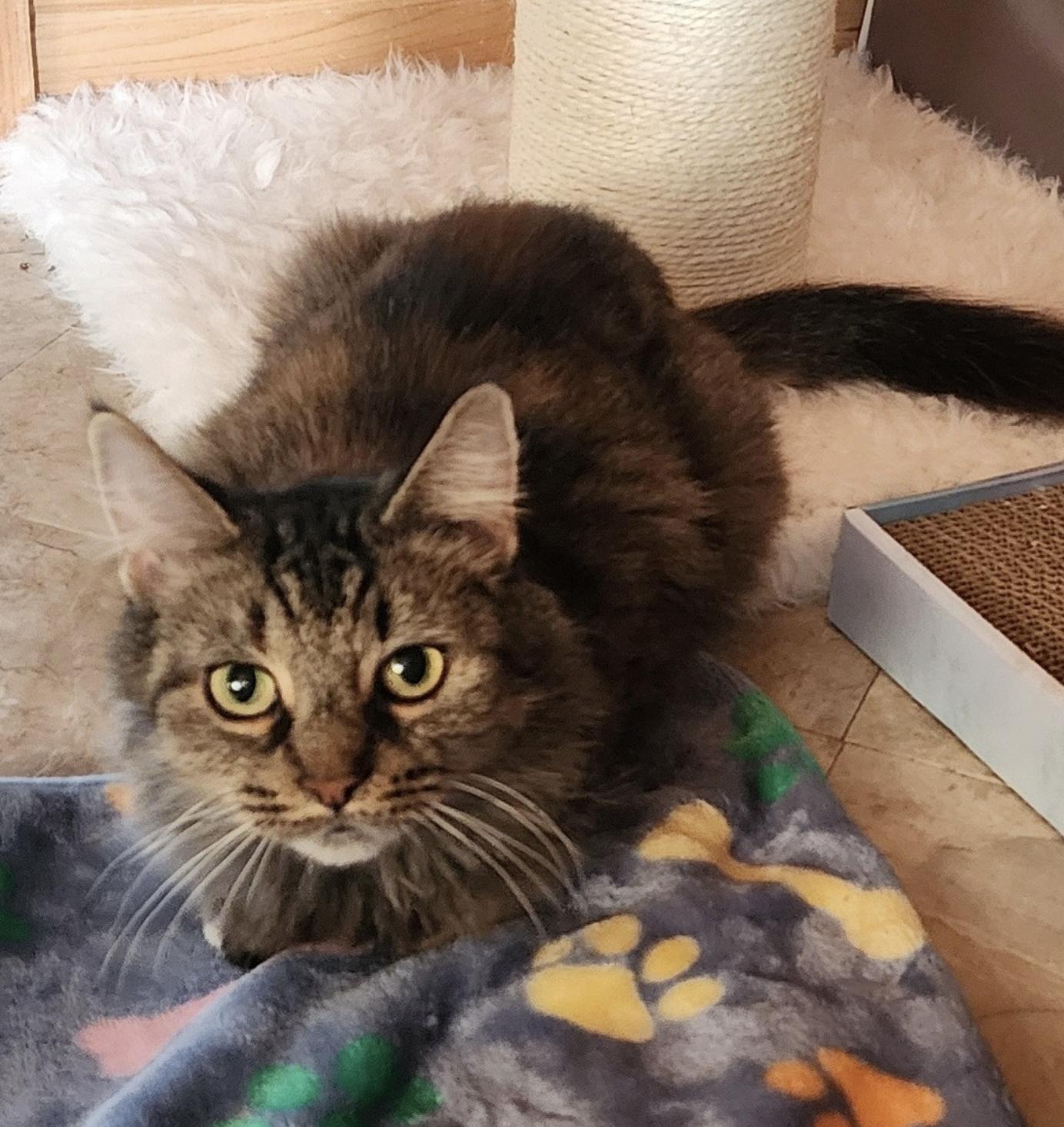 Annie, a ADOPTABLE Domestic Long Hair in South Lyon, MI image 5/6