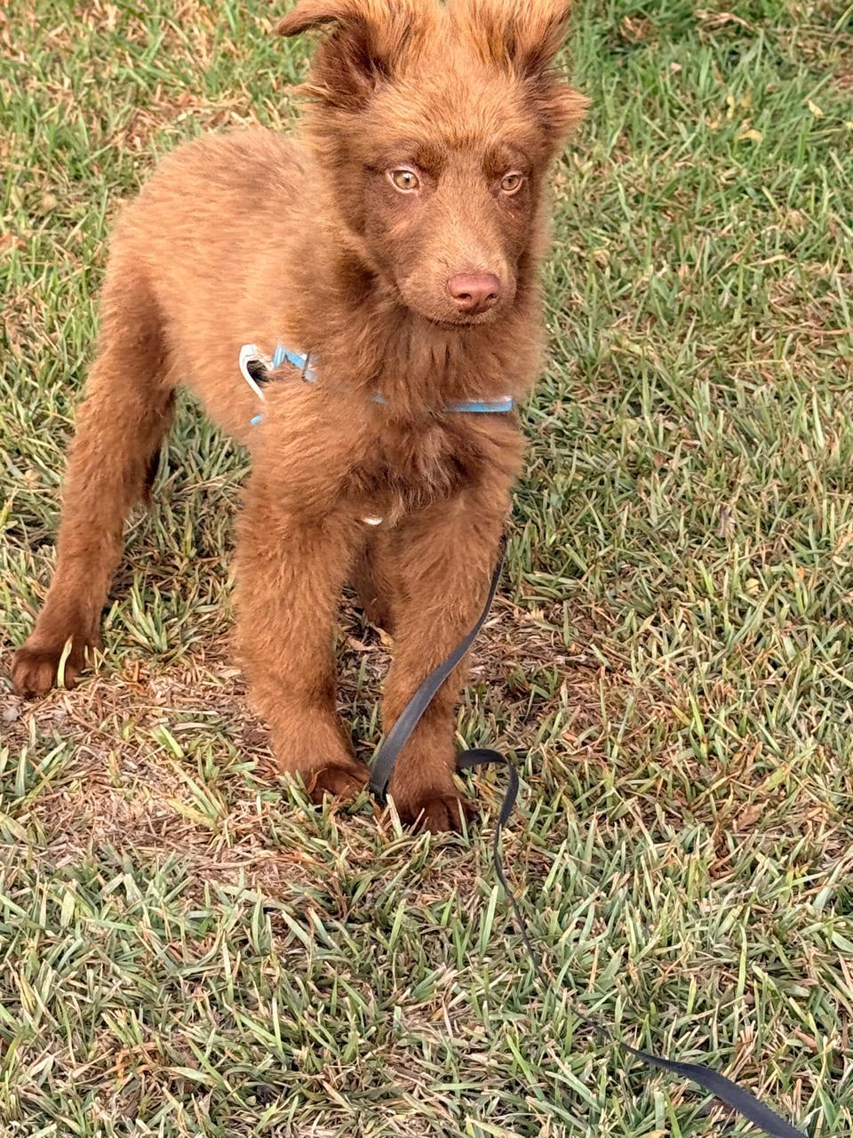 Enlarge Hernan, a ADOPTABLE mixed breed in Ensenada, BCN image 1/4