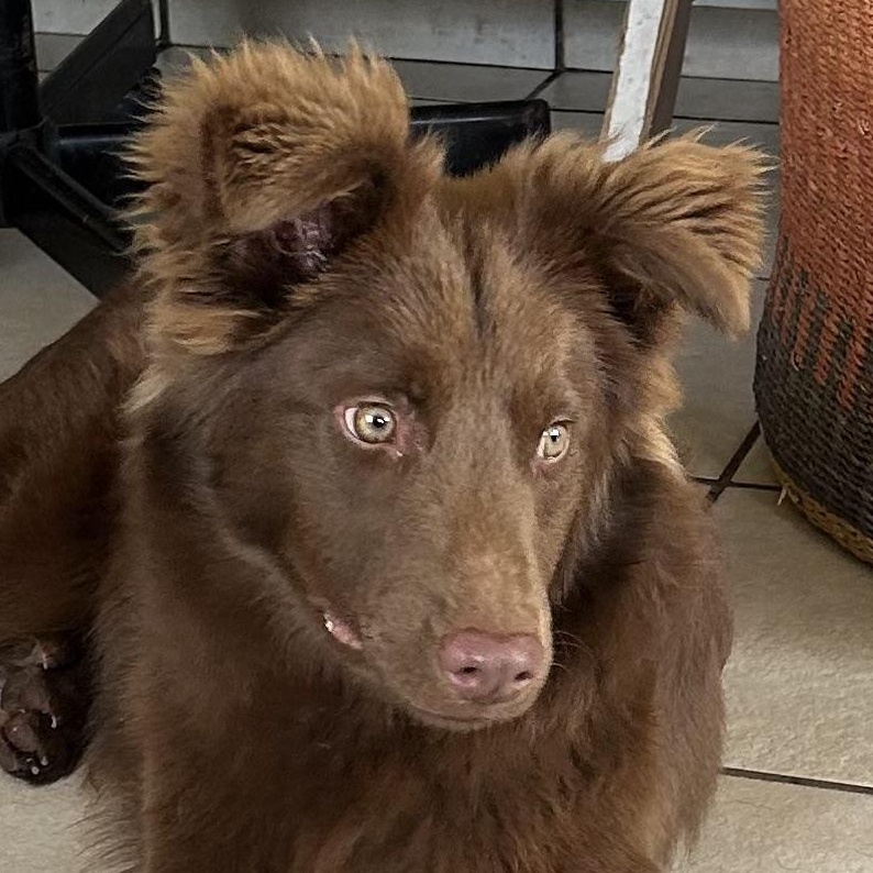 Hernan, ADOPTABLE, Young Male Border Collie & Flat-Coated Retriever.