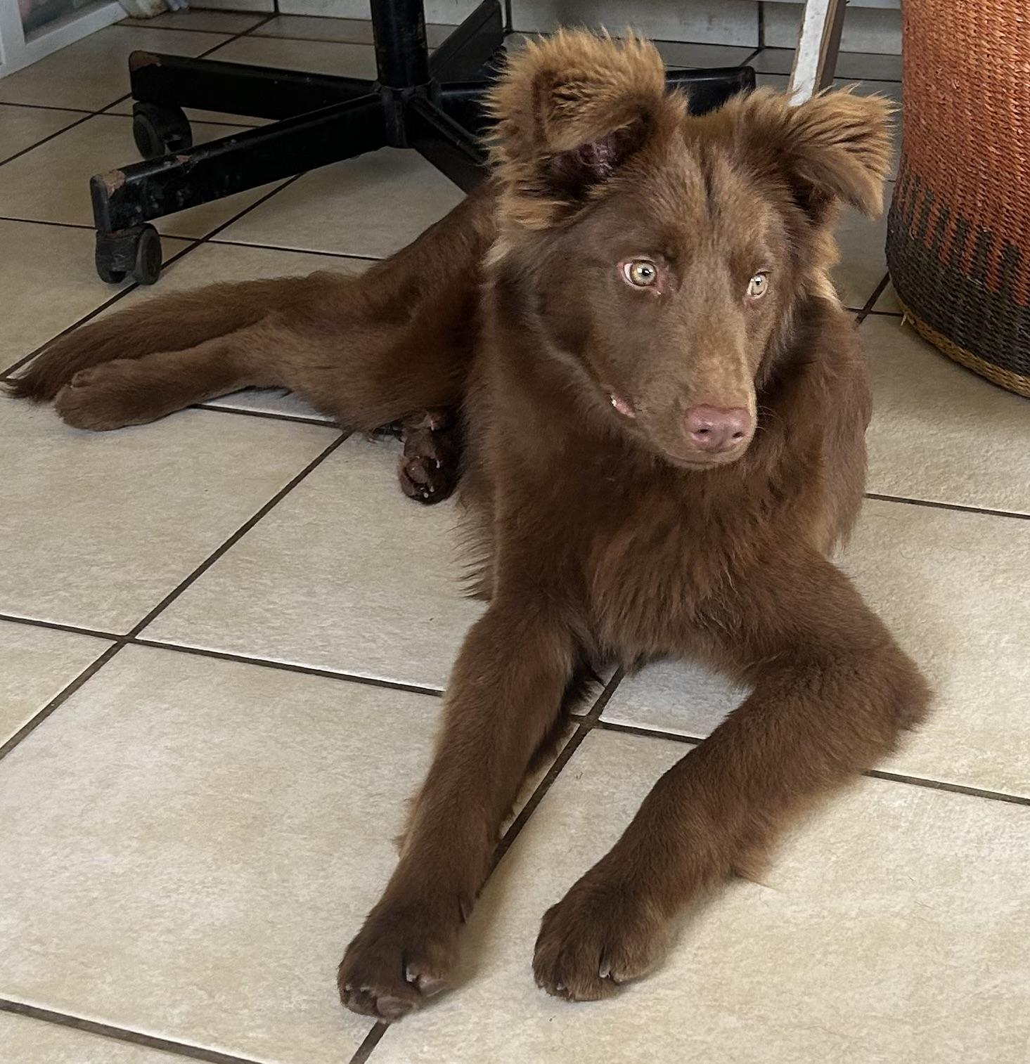 Enlarge Hernan, a ADOPTABLE mixed breed in San Diego, CA image 2/4