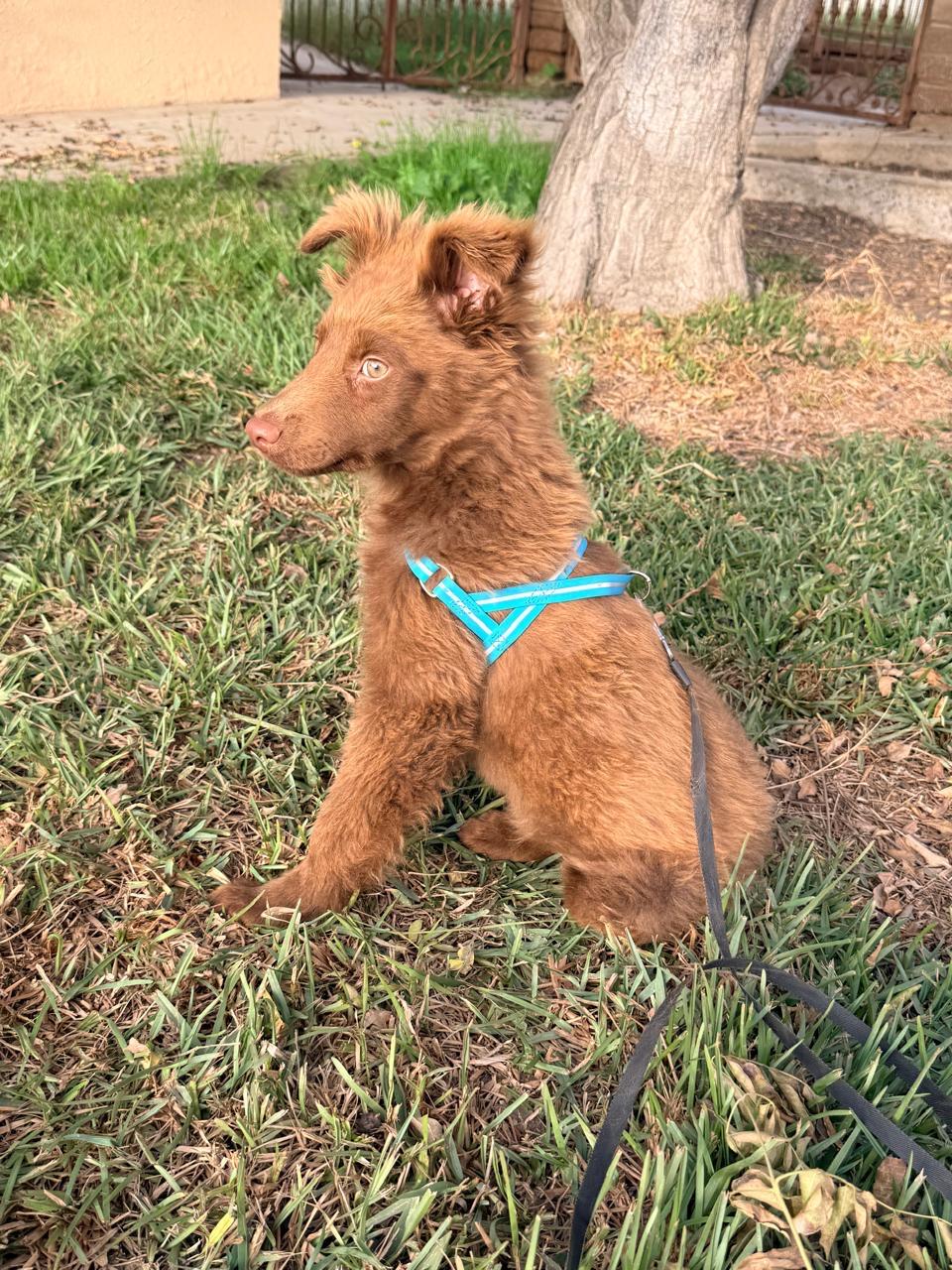 Enlarge Hernan, a ADOPTABLE mixed breed in Ensenada, BCN image 2/4