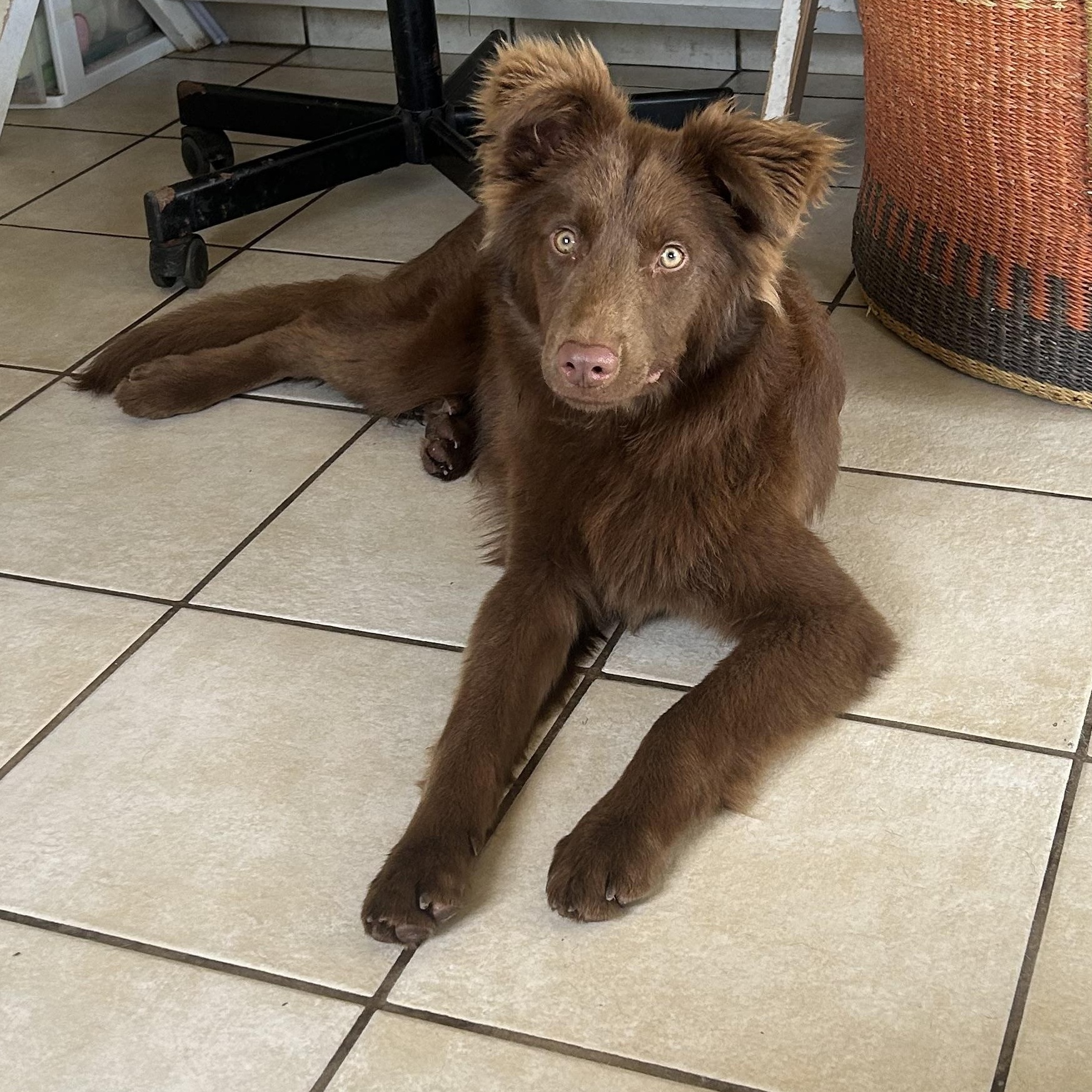 Hernan, ADOPTABLE, Young Male Border Collie & Flat-Coated Retriever.