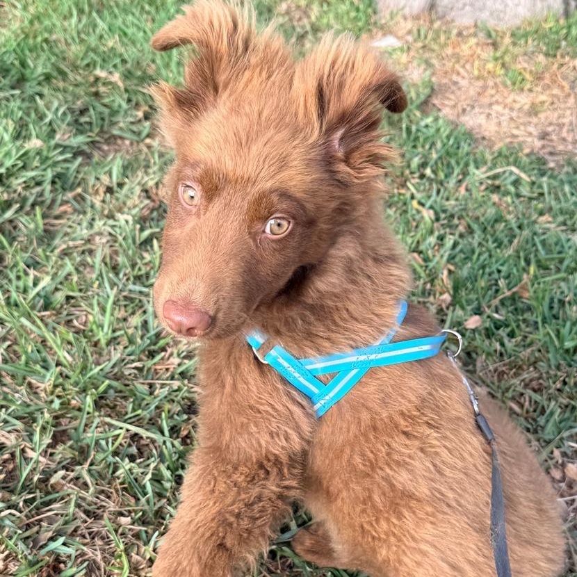 Hernan, ADOPTABLE, Young Male Australian Shepherd & Flat-Coated Retriever.