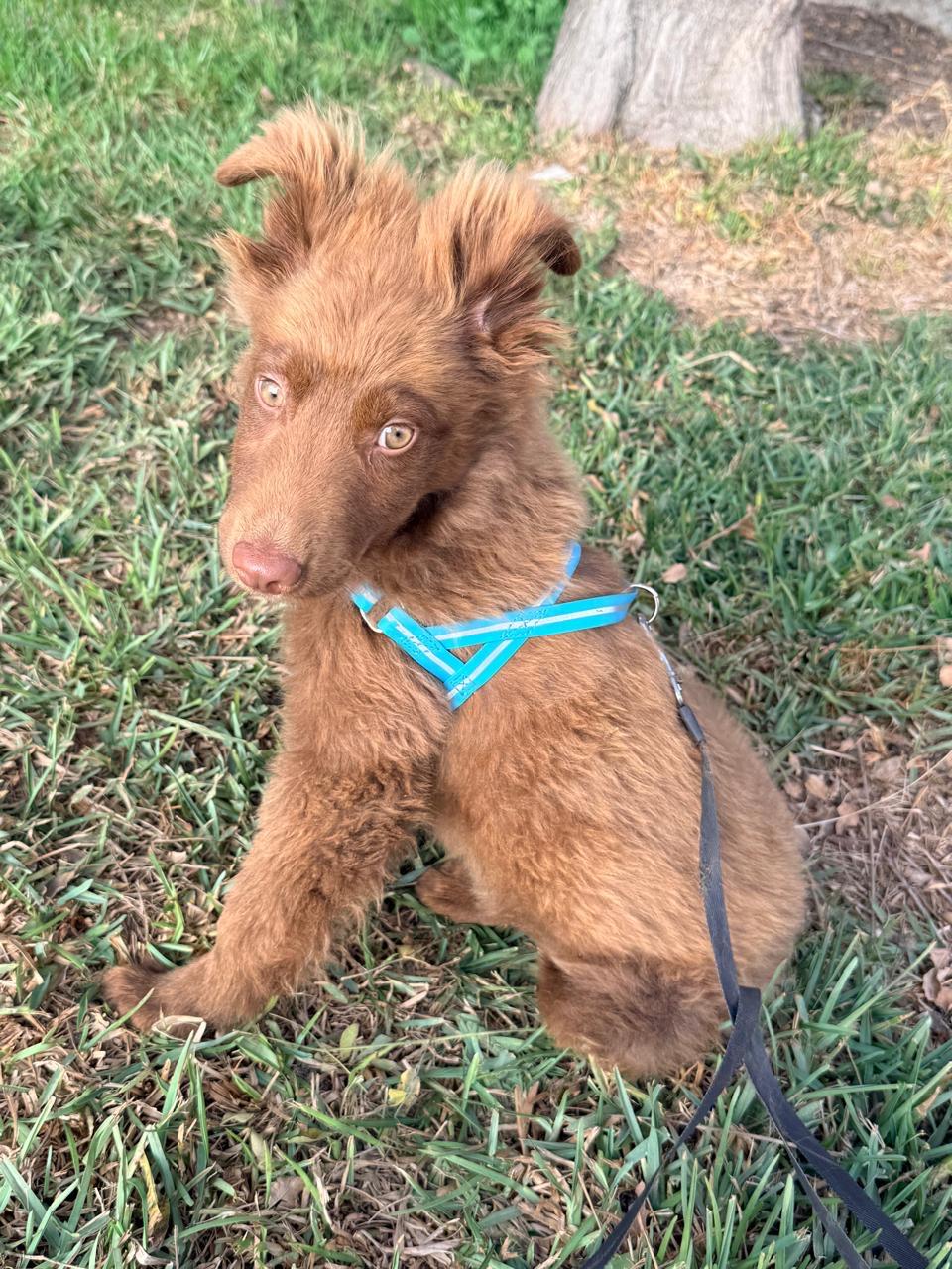 Enlarge Hernan, a ADOPTABLE mixed breed in Ensenada, BCN image 4/4