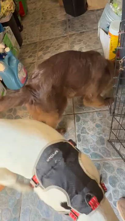 Enlarge Hernan, a ADOPTABLE mixed breed in Ensenada, BCN video 6/6