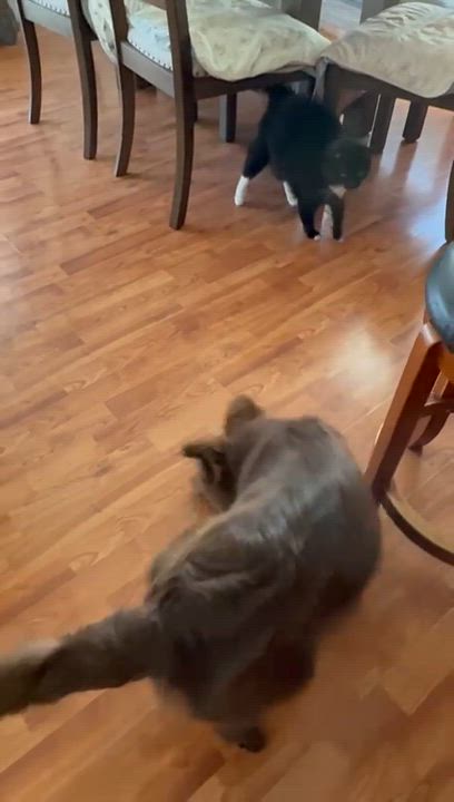 Enlarge Hernan, a ADOPTABLE mixed breed in Ensenada, BCN video 5/6