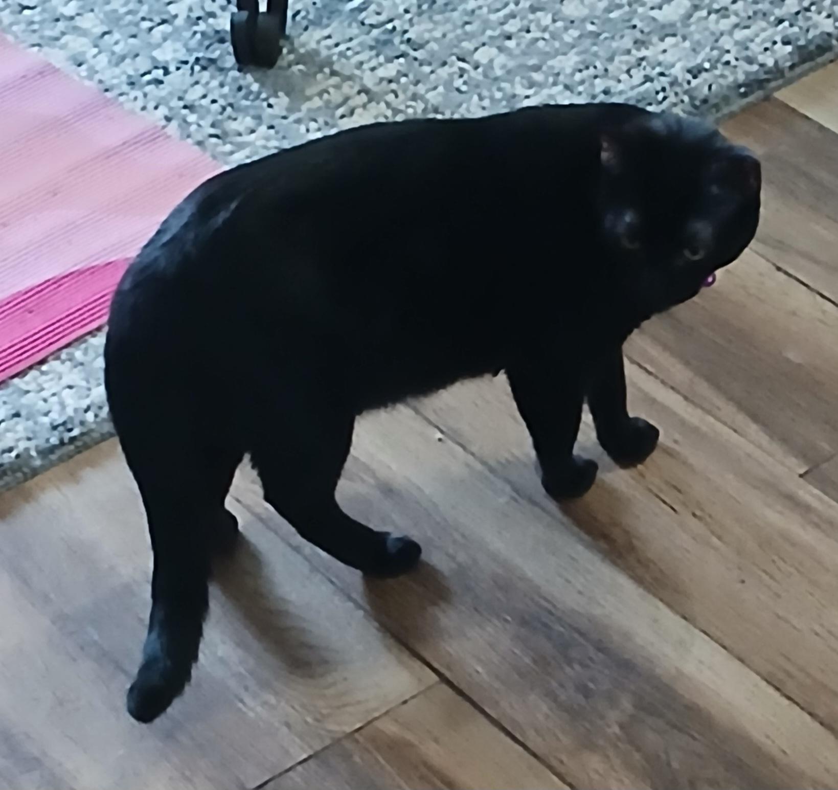 Alita  - a little shy but keeps an eye on you all the time! (TX-867235)