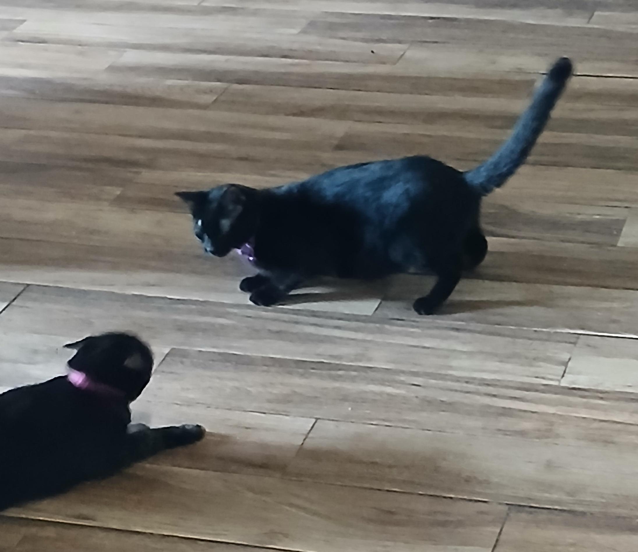 Alita  - a little shy but keeps an eye on you all the time! (TX-867235)