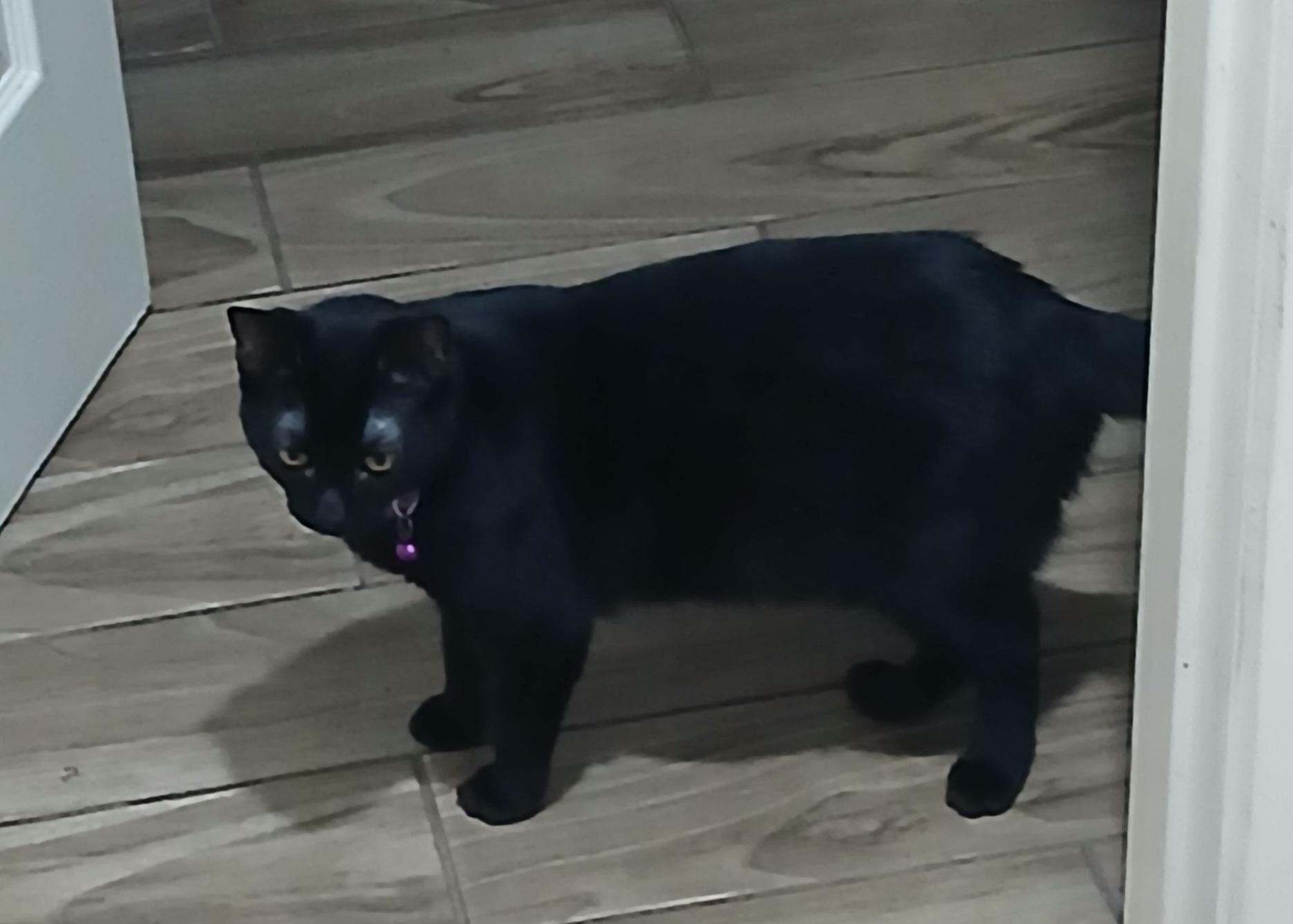 Alita  - a little shy but keeps an eye on you all the time! (TX-867235)