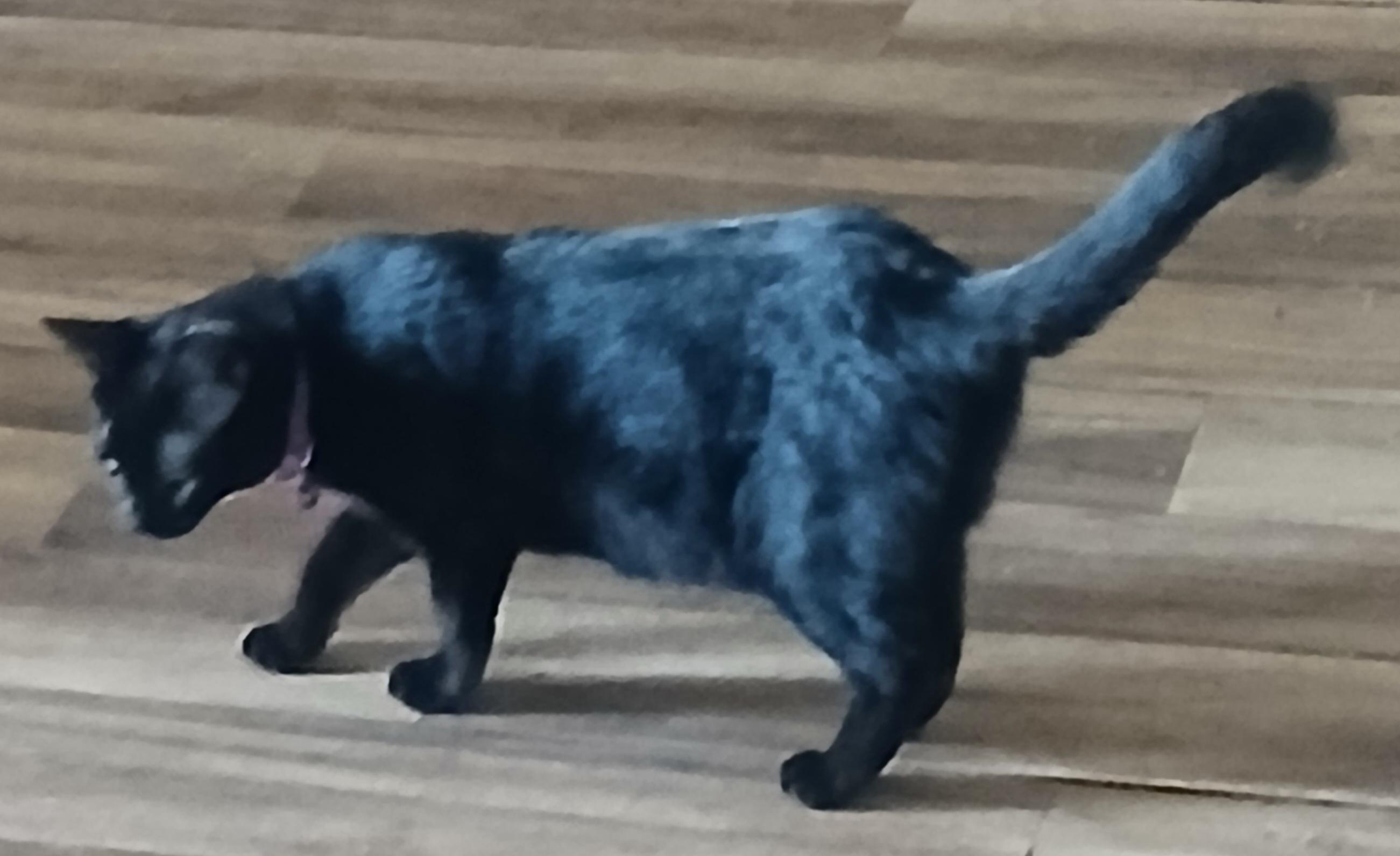 Alita  - a little shy but keeps an eye on you all the time! (TX-867235)