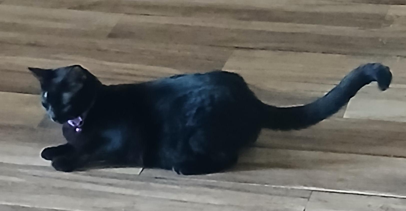 Alita  - a little shy but keeps an eye on you all the time! (TX-867235)