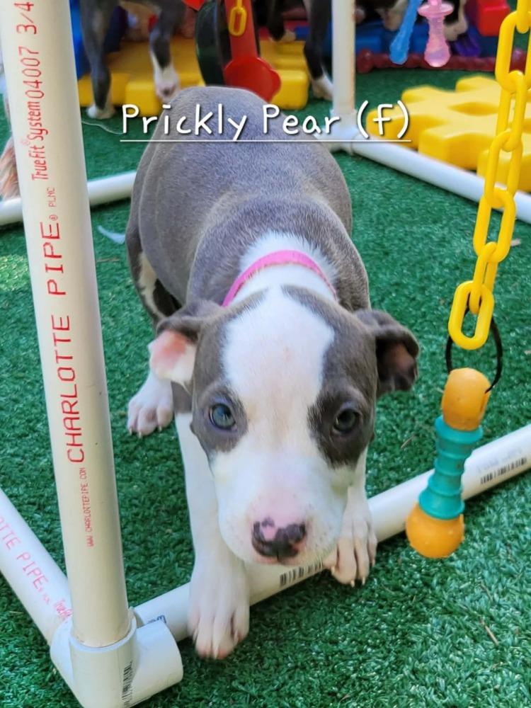 Prickly Pear (Tiny 10 2026) FEMALE, Adoptable, Puppy Female Pit Bull Terrier & Mixed Breed.