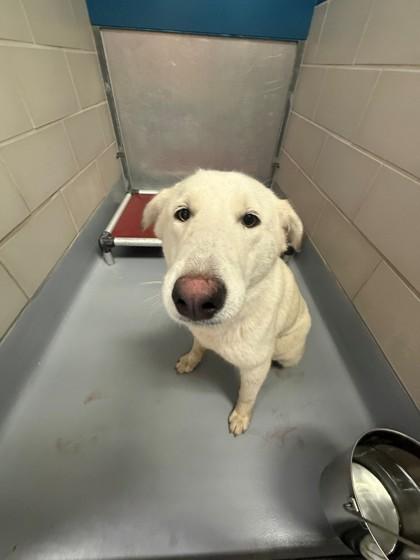 Flora, Adoptable, Young Female Collie & Mixed Breed.