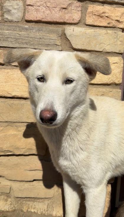 Enlarge Flora, a Adoptable mixed breed in Irving, TX image 2/3