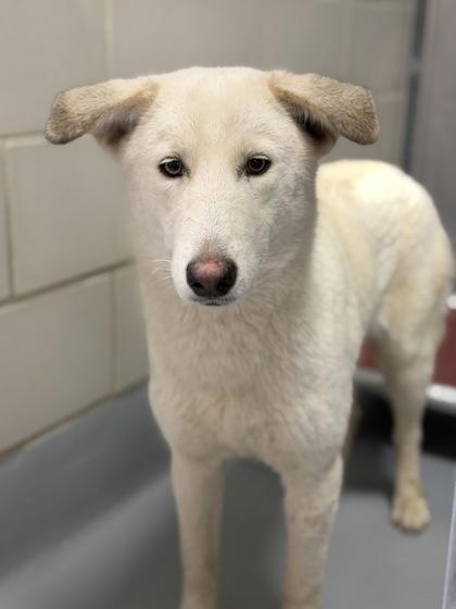 Enlarge Flora, a Adoptable mixed breed in Irving, TX image 3/3