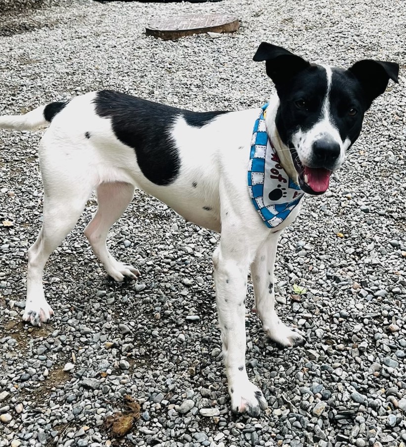 Enlarge Beth, an adoptable mixed breed in Kellogg, ID image 6/6