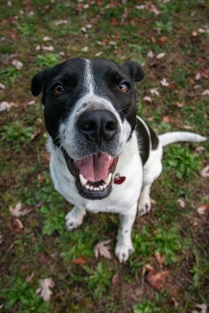 Enlarge Beth, an adoptable mixed breed in Kellogg, ID image 3/6