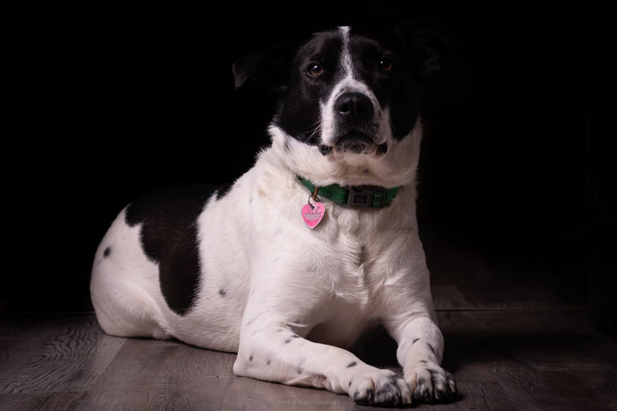 Enlarge Beth, an adoptable mixed breed in Kellogg, ID image 2/6