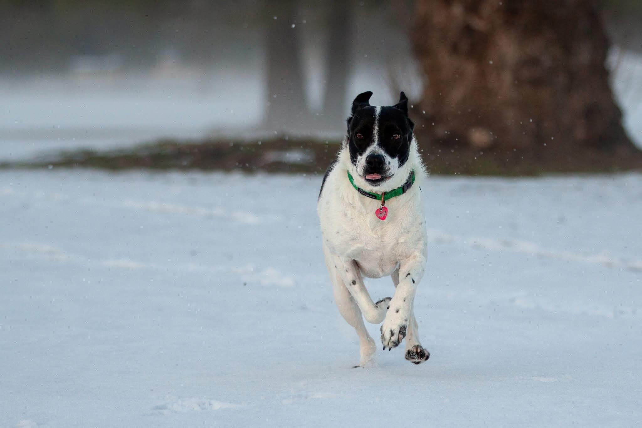 Beth, adoptable, Young Female Australian Cattle Dog / Blue Heeler.