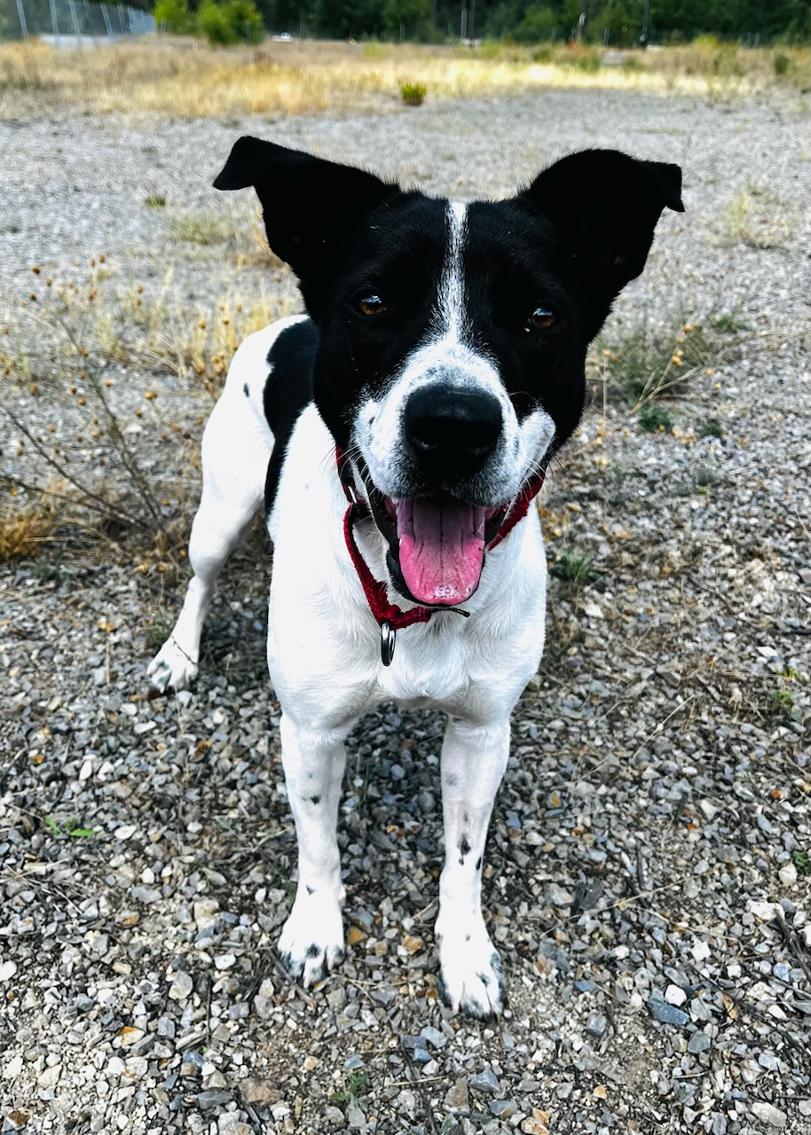 Enlarge Beth, an adoptable mixed breed in Kellogg, ID image 5/6