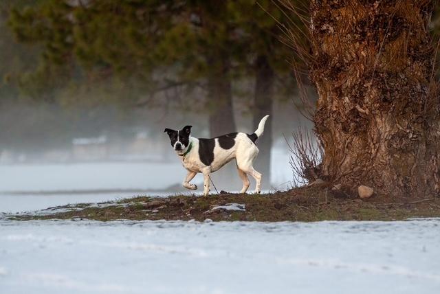Enlarge Beth, an adoptable mixed breed in Kellogg, ID image 4/6