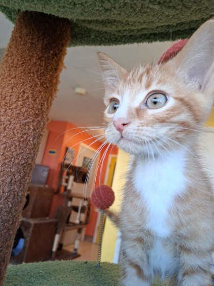 Enlarge Aang, a Adoptable mixed breed in Scottsbluff, NE image 1/3