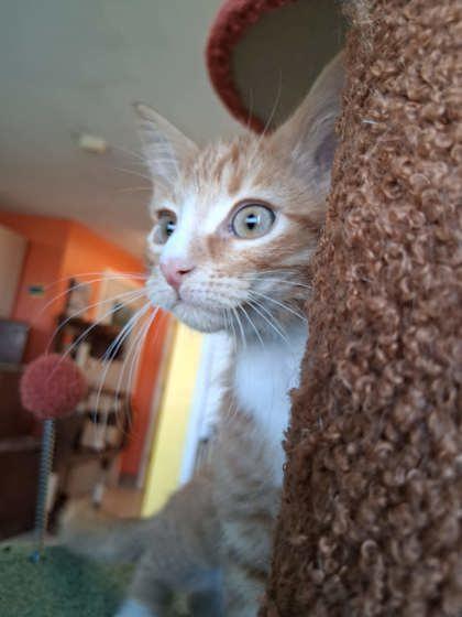 Enlarge Aang, a Adoptable mixed breed in Scottsbluff, NE image 2/3