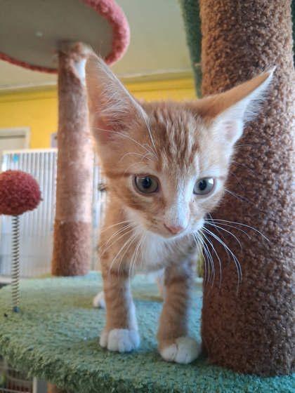 Enlarge Aang, a Adoptable mixed breed in Scottsbluff, NE image 3/3