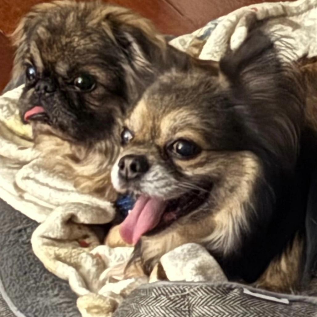 Dusty — thumbnail 3