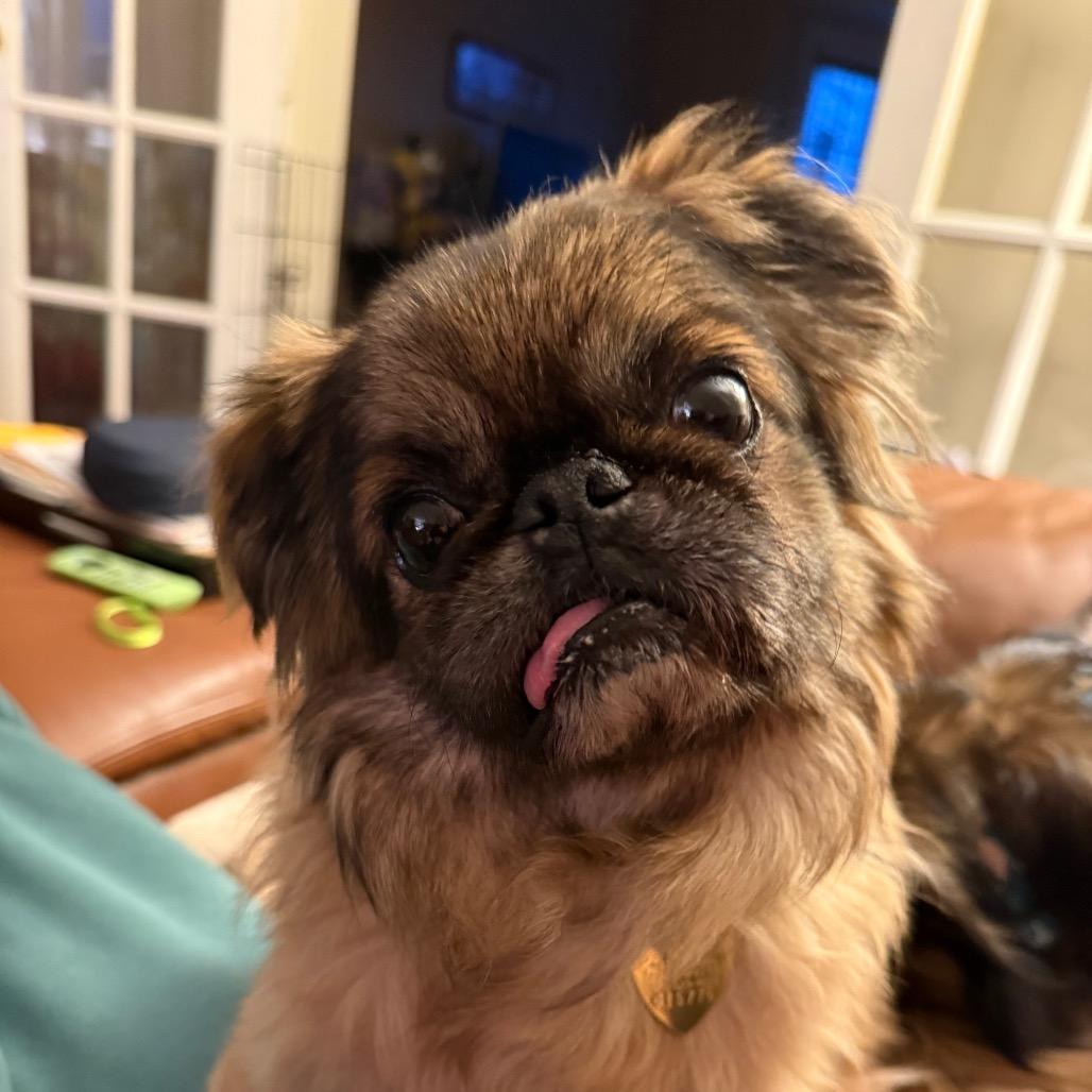 Dusty — thumbnail 4